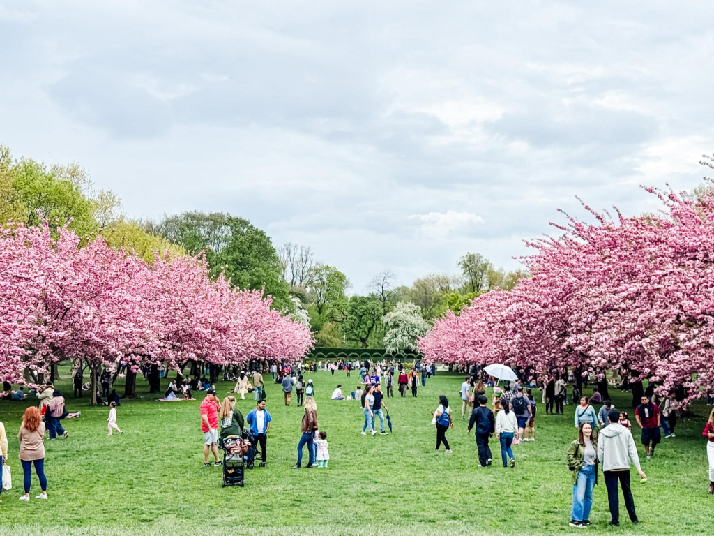 Cherry blossoms at the Brooklyn Botanic Garden, just a few steps away from our long-term Carroll Gardens apartment rental